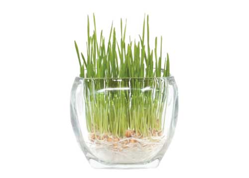 grass-glass